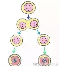 甘肅定西能不能做二代試管嬰兒，成功率高不高？