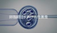 卵泡期過長有什么危害是否會(huì)影響懷孕
