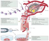 即將做試管了害怕感冒生病,這5招教你提高免疫力