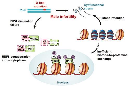取卵后10天會來月經(jīng)嗎?快拿小本本記好準確時間