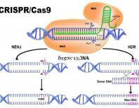北醫(yī)三院做試管,自然周期鮮胚移植成功率是多少?