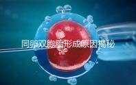 同卵雙胞胎形成原因揭秘，發育過程圖帶你弄清其中原理