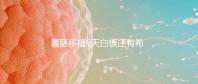 囊胚移植6天白板還有希望嗎？別沮喪該來的總是會來的
