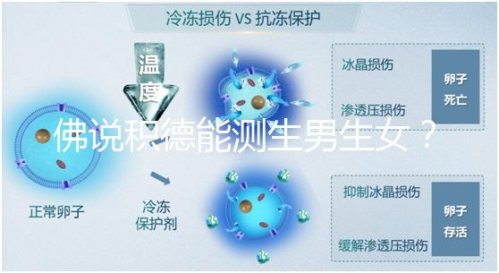 佛說積德能測生男生女？60秒說清楚胎兒性別是否天注定