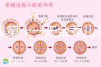 促排第十一天金秀兒灰印、白板均有希望，抽血hcg2懷孕懸