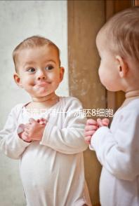 不造只有一個(gè)凍胚8細(xì)胞二級成功率高不高進(jìn),能否著床來瞅