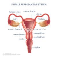不造什么會影響移植窗口期的結(jié)果戳,時間不對著床懸乎