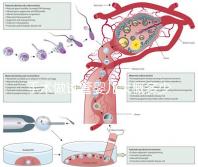 手術(shù)做試管嬰兒大概多少錢（手術(shù)做試管嬰兒大概多少錢啊）