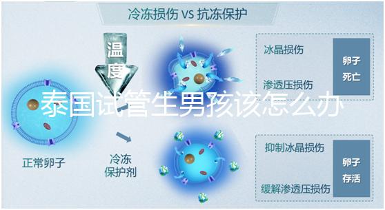 泰國試管生男孩該怎么辦?詳細助孕流程快速收集