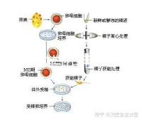 海藻功效與作用（中藥海藻治什么?。? /></div><bdo date-time=