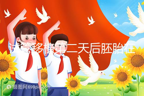 試管移植第二天后胚胎在干嘛！子宮內游走居無定所