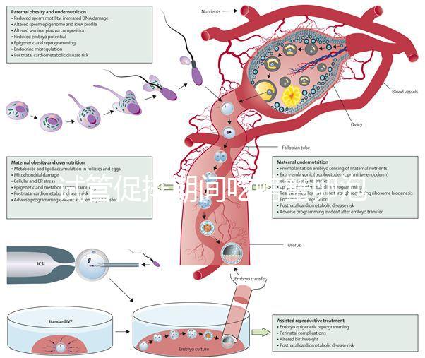 試管促排期間吃螃蟹卵泡不長了？食用后究竟會怎樣一看便知