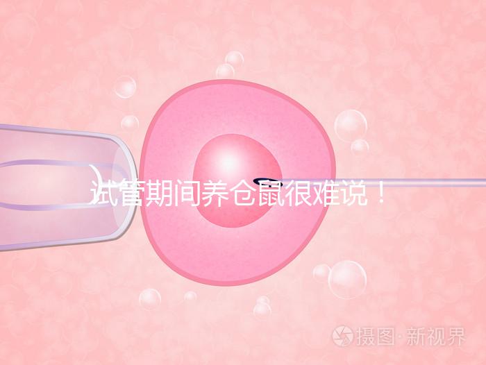 試管期間養(yǎng)倉鼠很難說!先了解對胎兒的影響再?zèng)Q定!