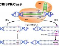 試管嬰兒移植一次多少錢（試管嬰兒移植一次多少錢呢）