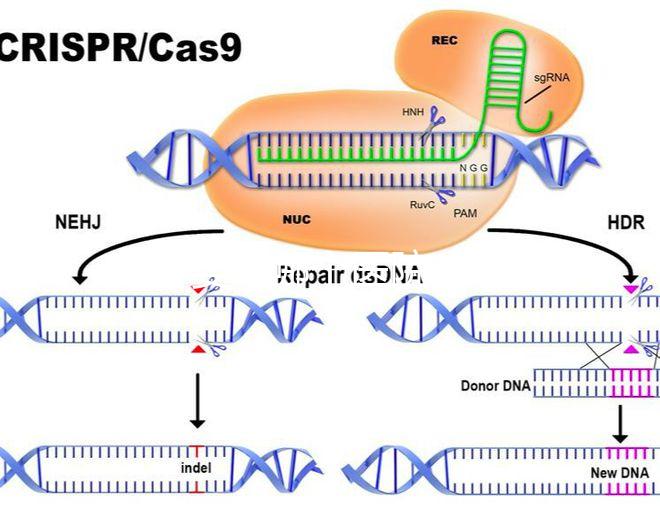 試管嬰兒哪個(gè)醫(yī)院成功率高（廈門試管嬰兒哪個(gè)醫(yī)院成功率高）