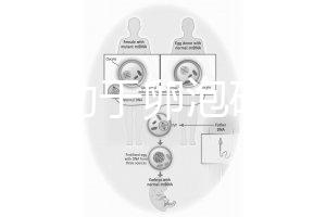 跳繩有助于卵泡破裂嗎？4種有效手段值得入手