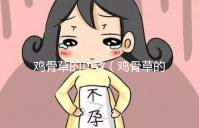 雞骨草的功效（雞骨草的功效與作用主要治什么?。? /></div><bdo dropzone=