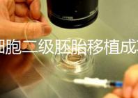 9細胞二級胚胎移植成功案例不少，過來人告訴你著床率較高